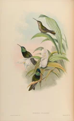 Eugenes fulgens